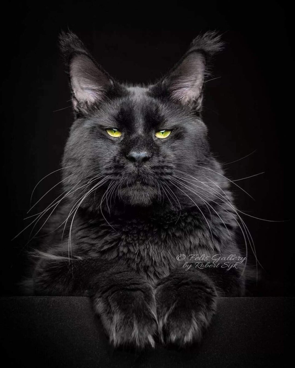 Породистый Мейн кун