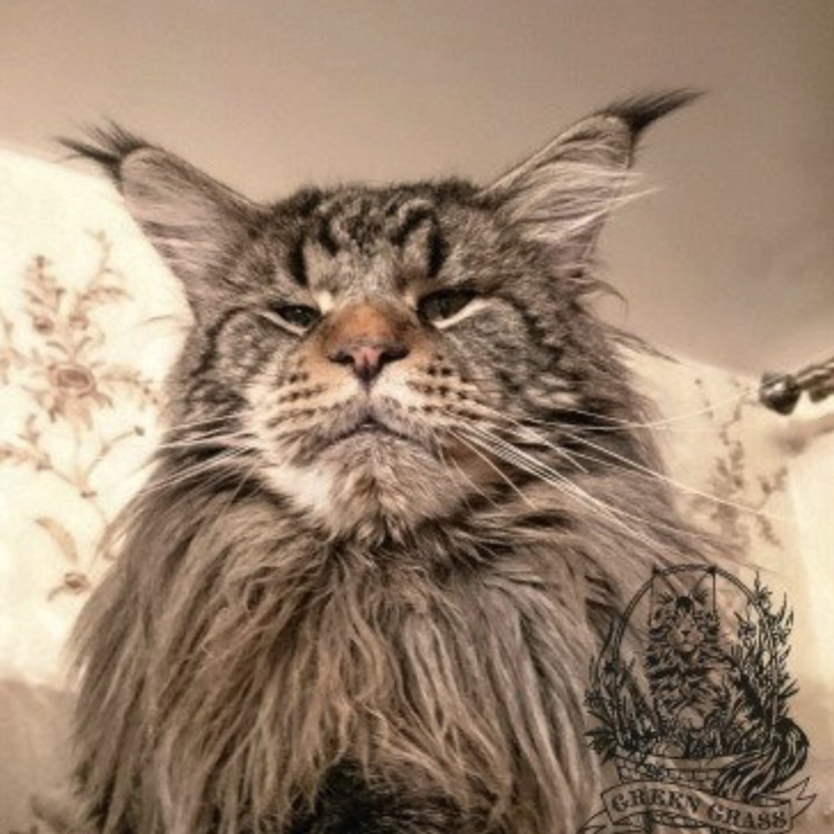 Смешные Мейн куны