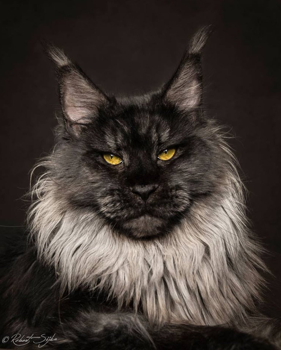 Рыжий кот Мейн кун