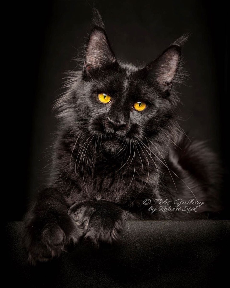 Стадии взросления Мейн куна