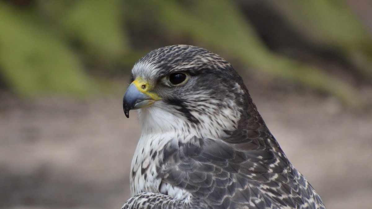 Канюк хищная птица