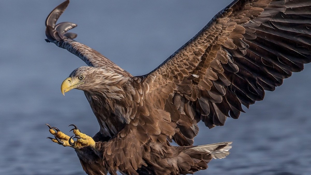 Хищные птицы европейской части России