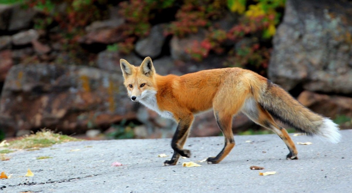 Лиса с разных ракурсов