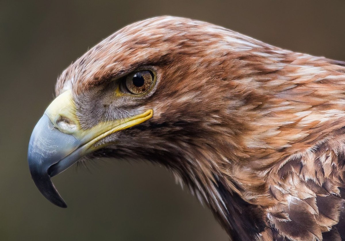 Горный Беркут