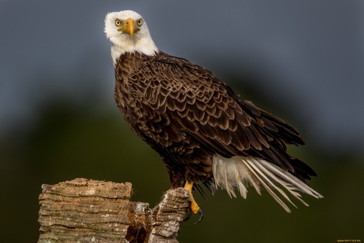 Орел летающий в горах