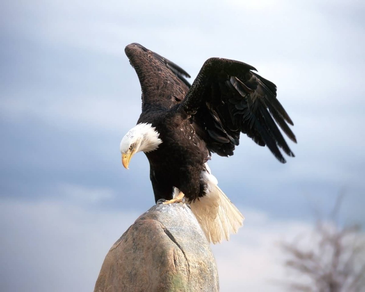 Горный Орлан