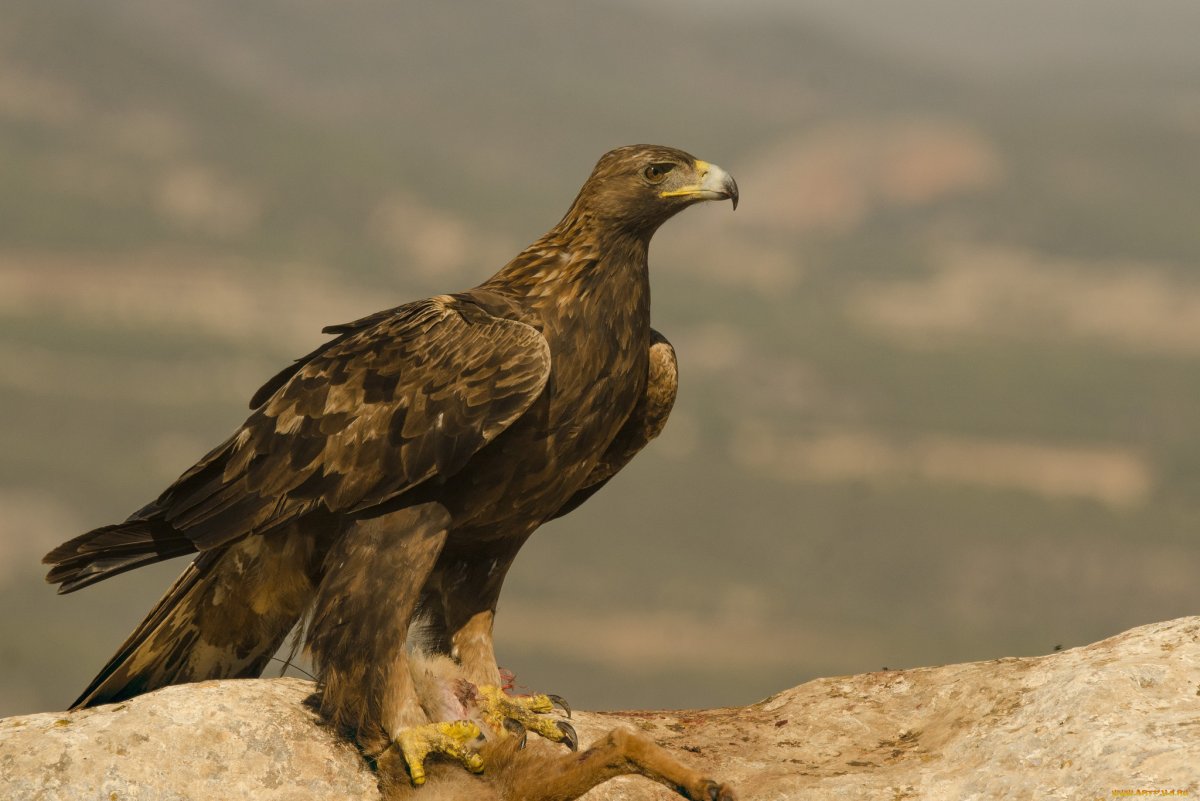 Хищные птицы в Новороссийске
