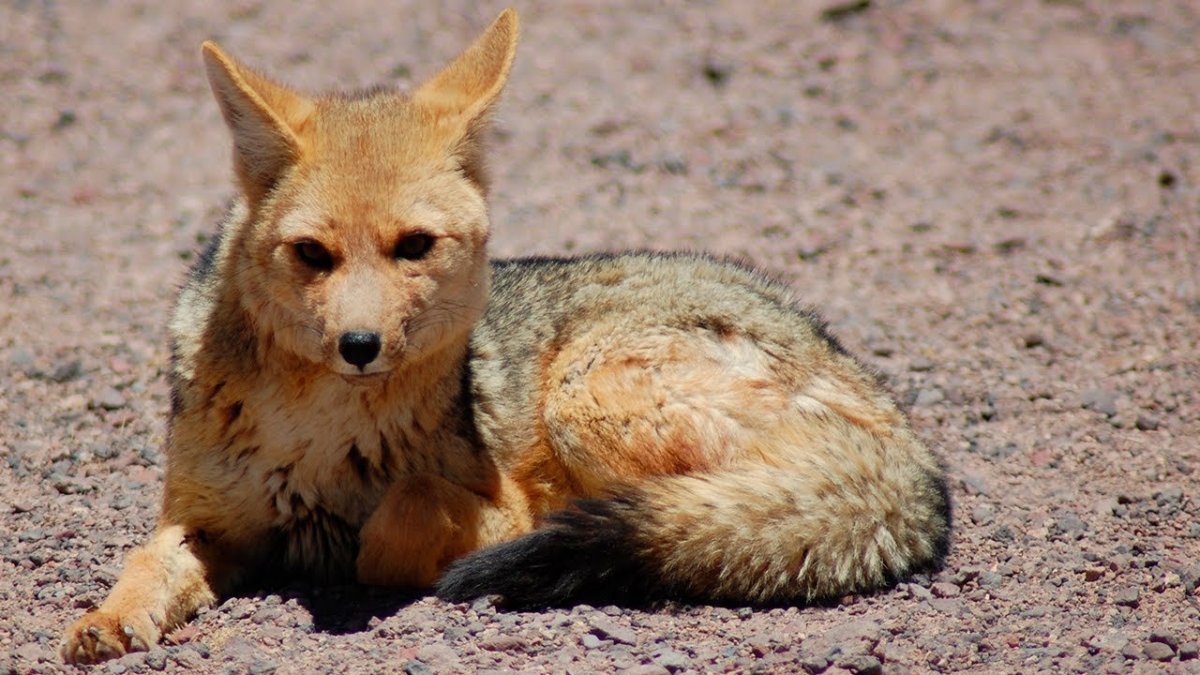 Канадская чернобурая лиса