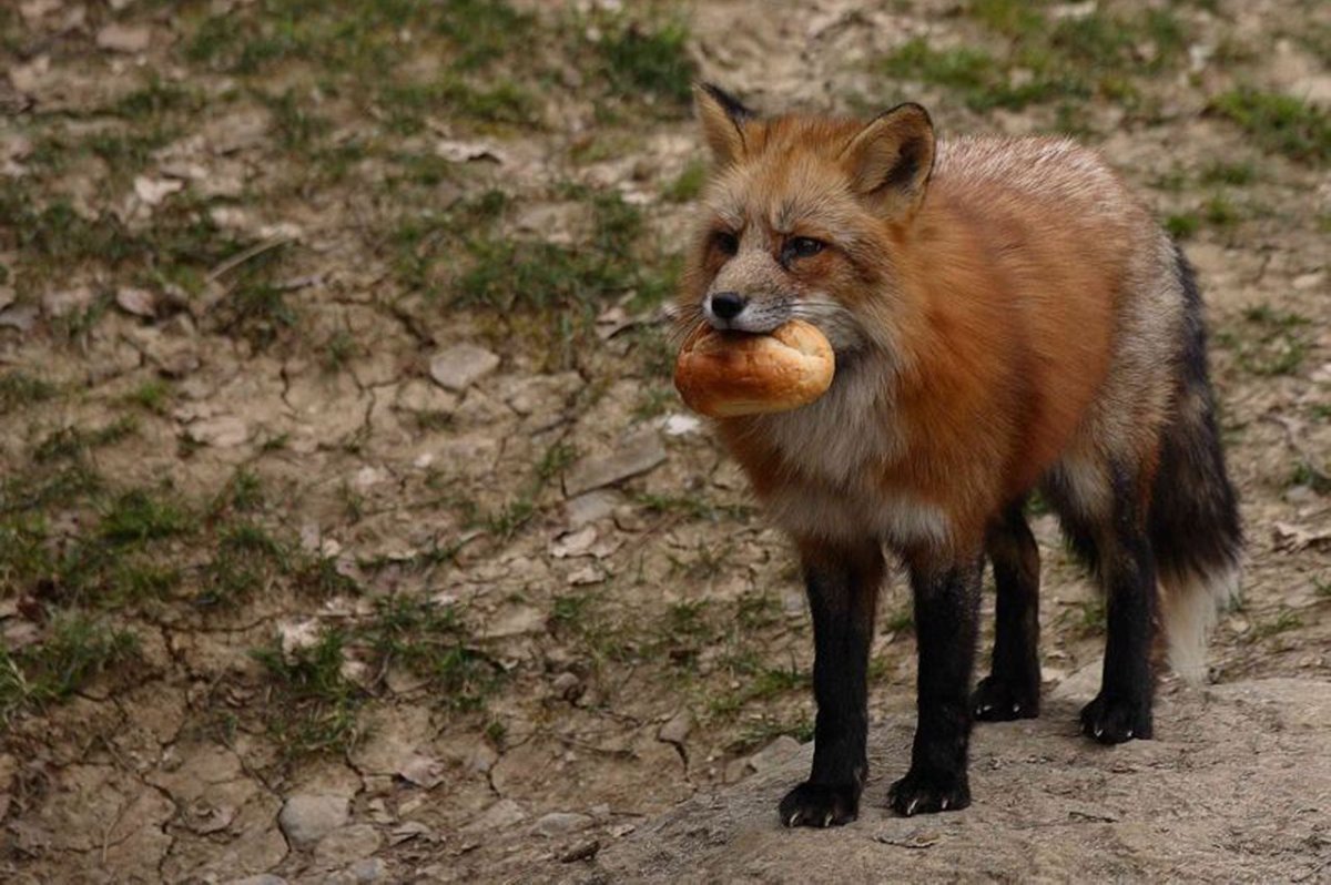 Гривистый волк