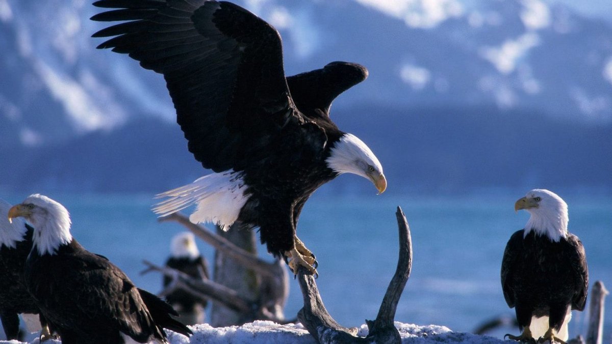 Беркут балобан