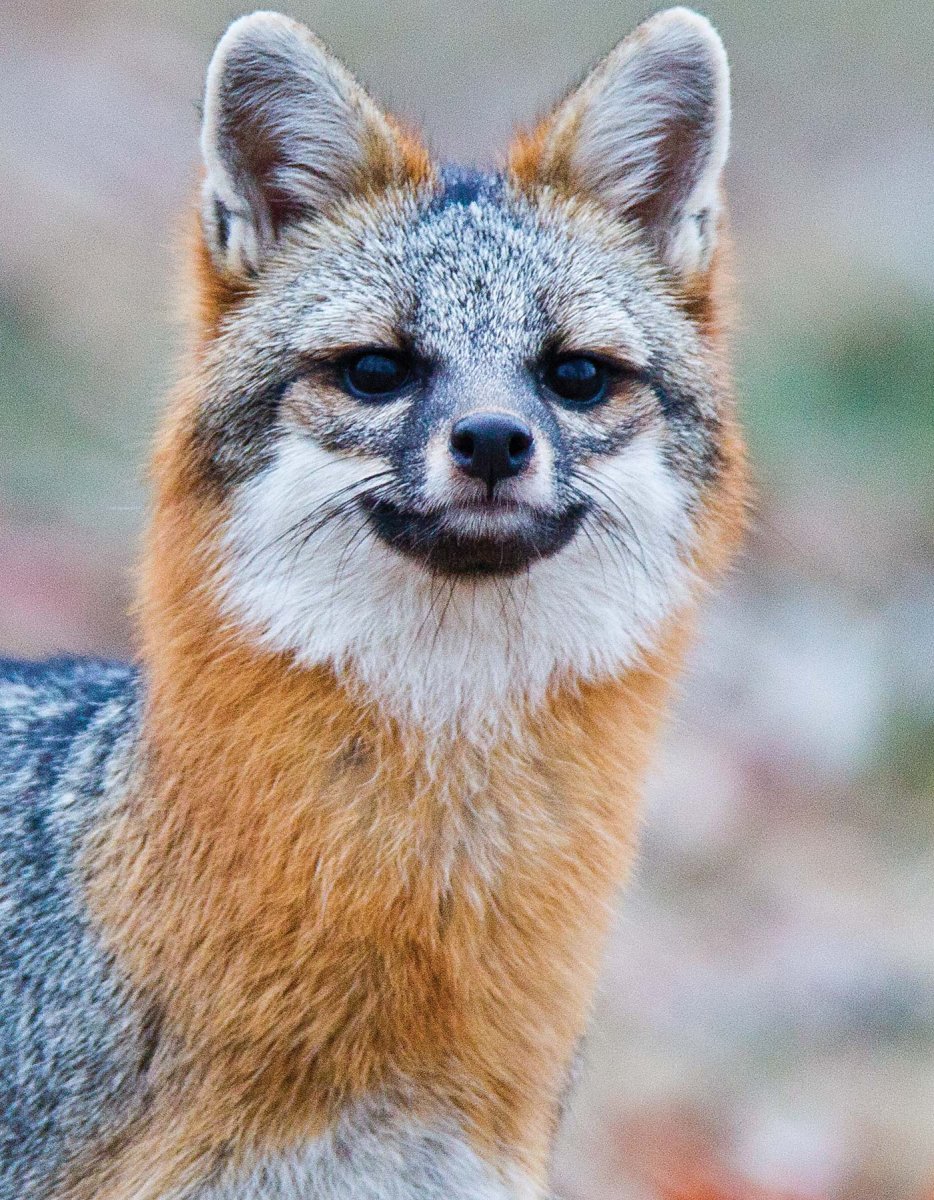 Москворецкий парк лиса