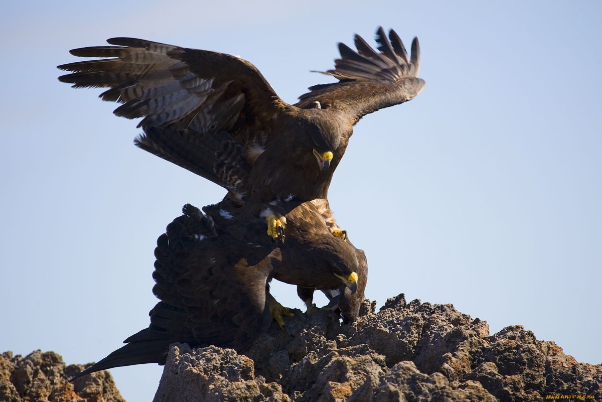 Беркут в горах