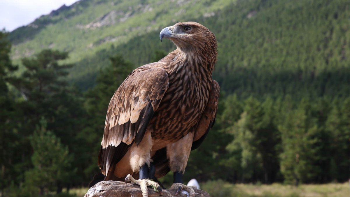 Орлан Орел Коршун