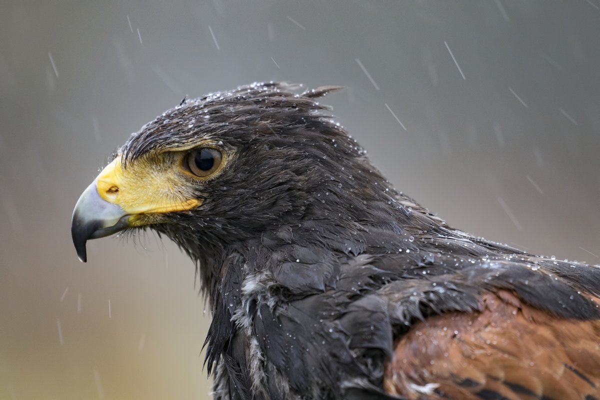 Орел Беркут