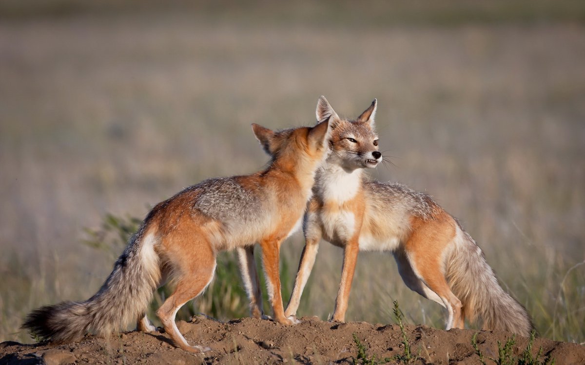 Лисы разные виды