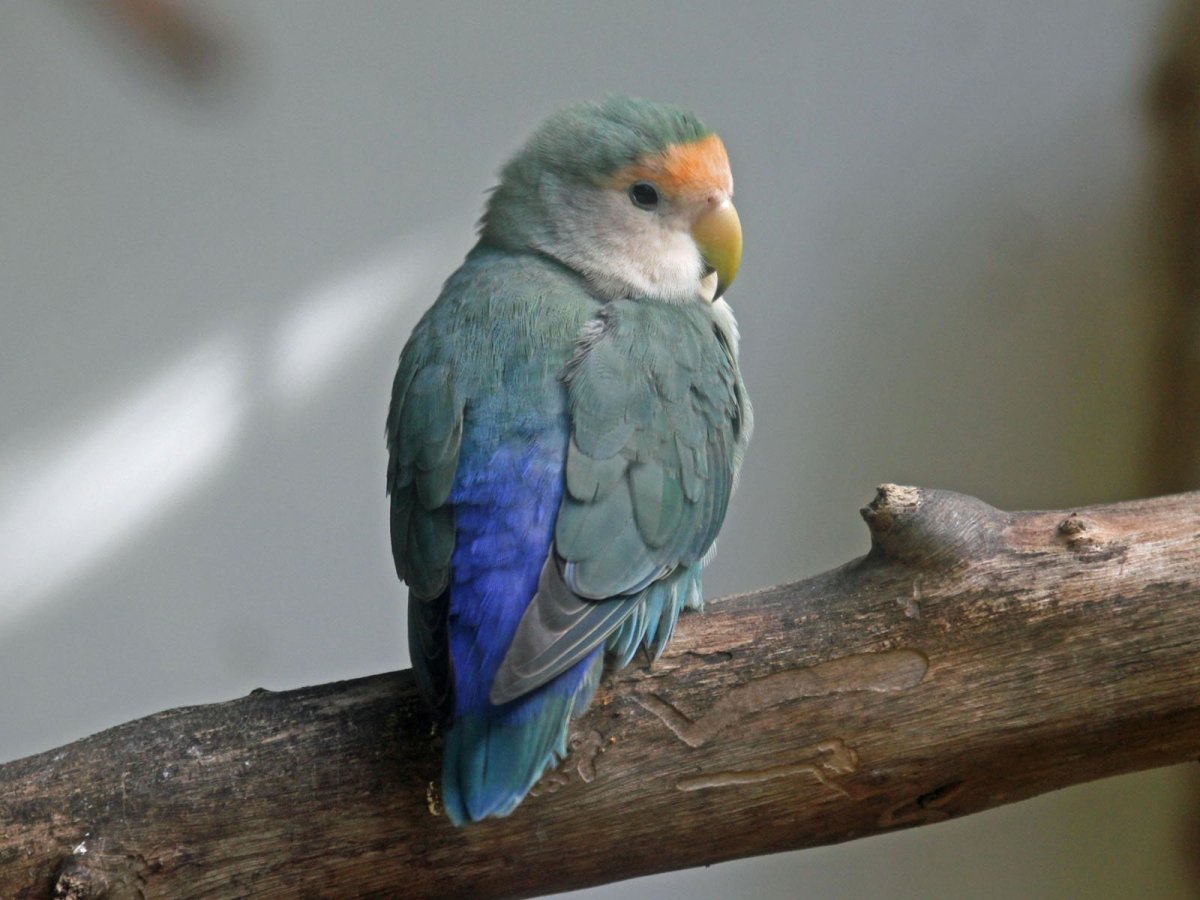 Керала попугай