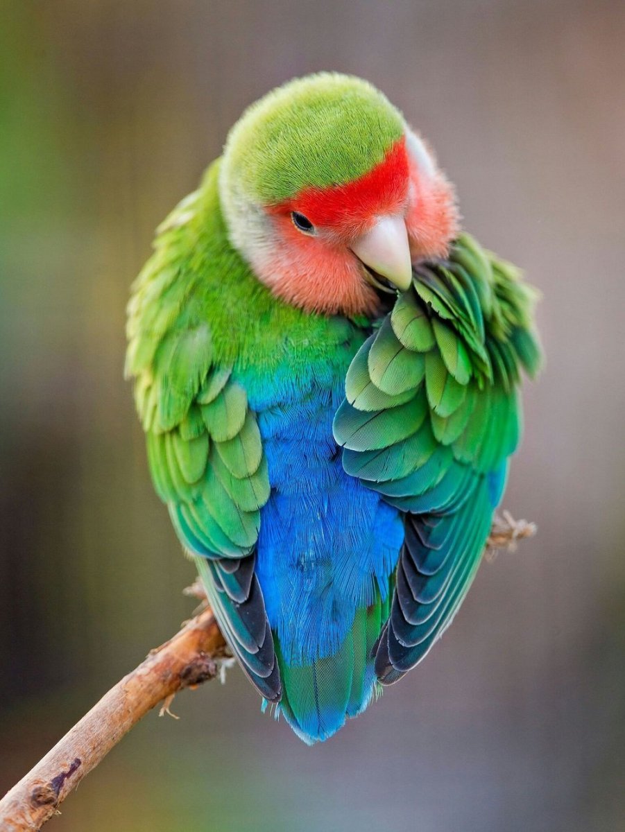 Micropsitta finschii