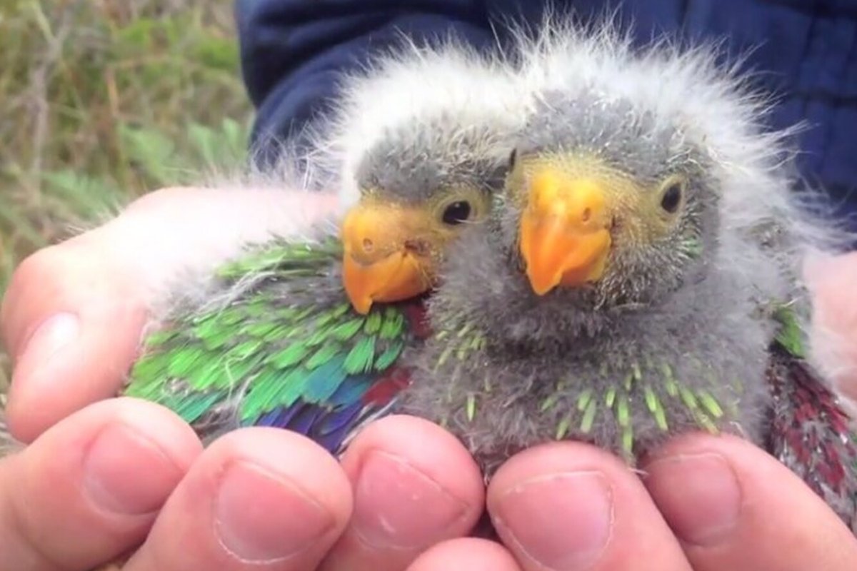 Попугайчики корелла милые
