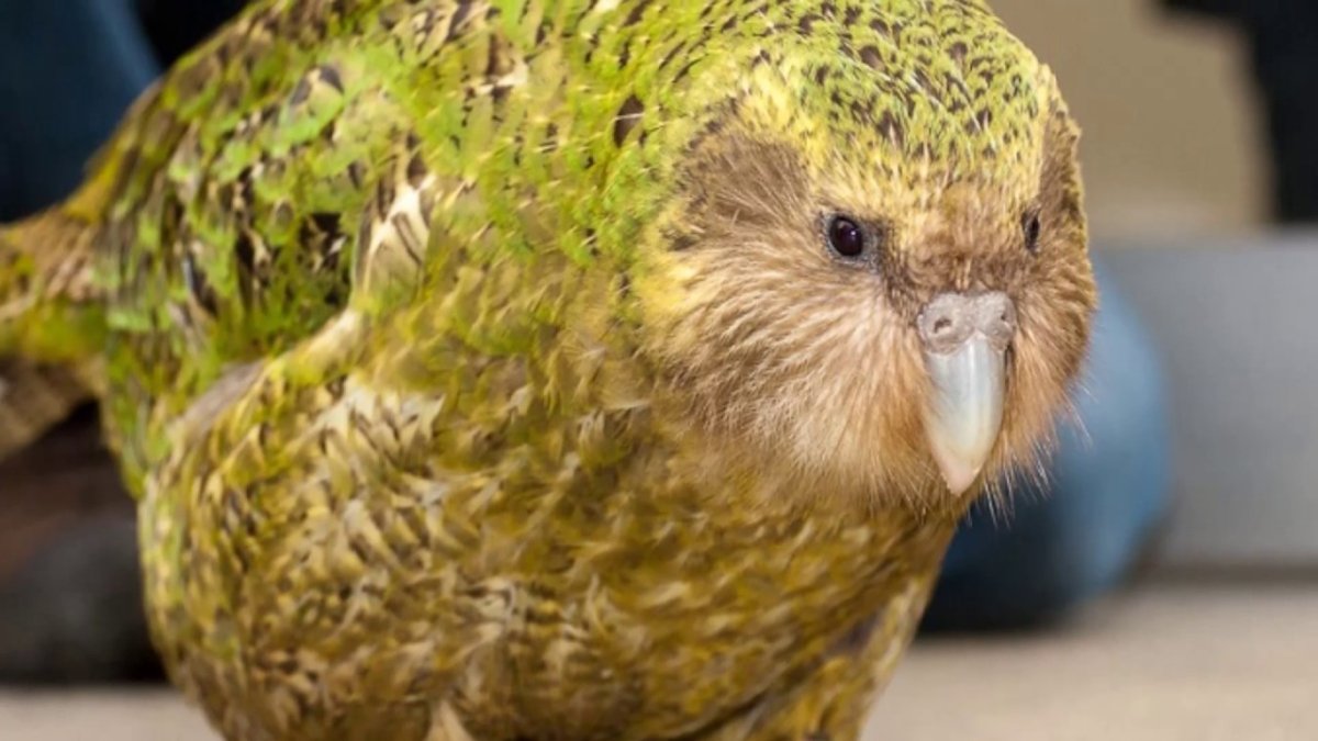 Маленькие попугаи