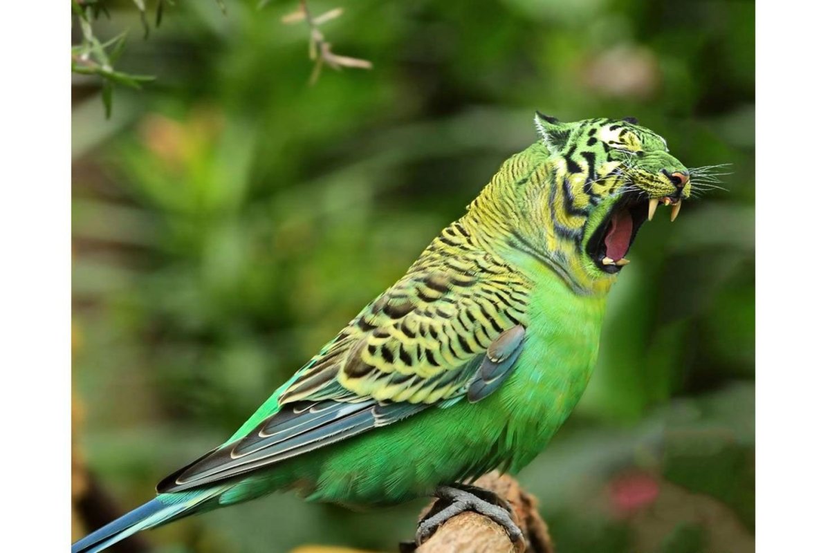 Волнистый попугай