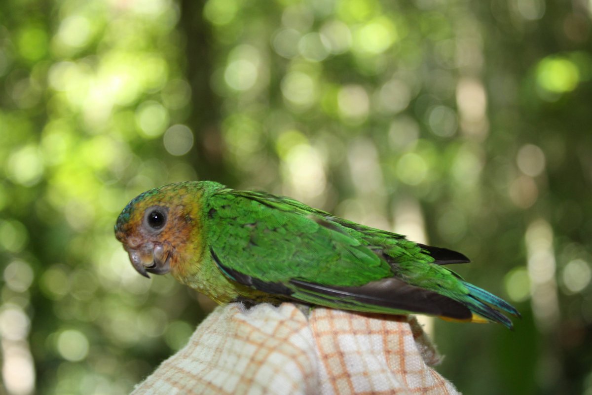 Попугаи волнистые попугайчики