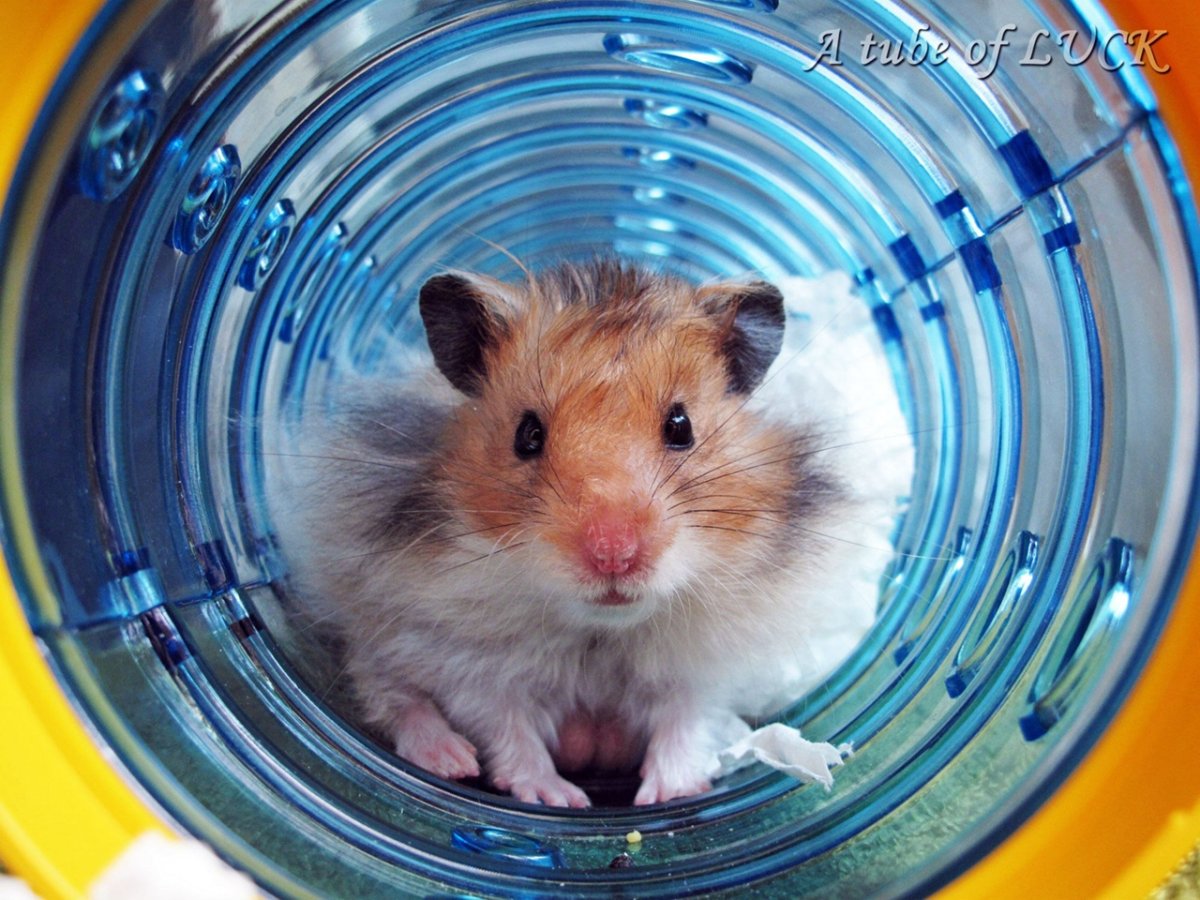 Сирийский хомяк джунгарский хомяк ангорский хомяк