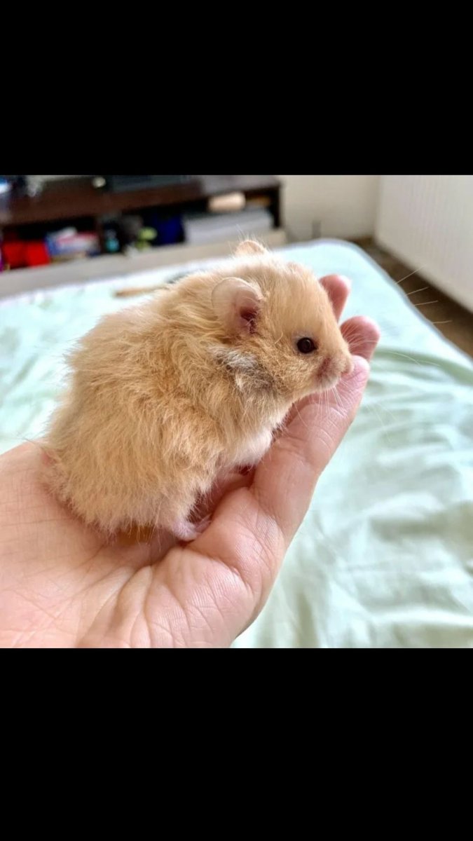 Сирийский карликовый хомяк