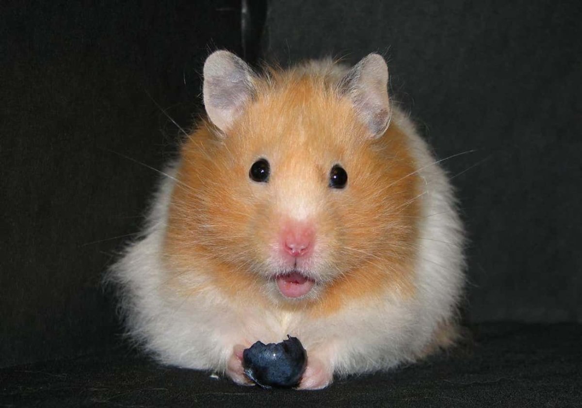 Хомяки породы сирийские