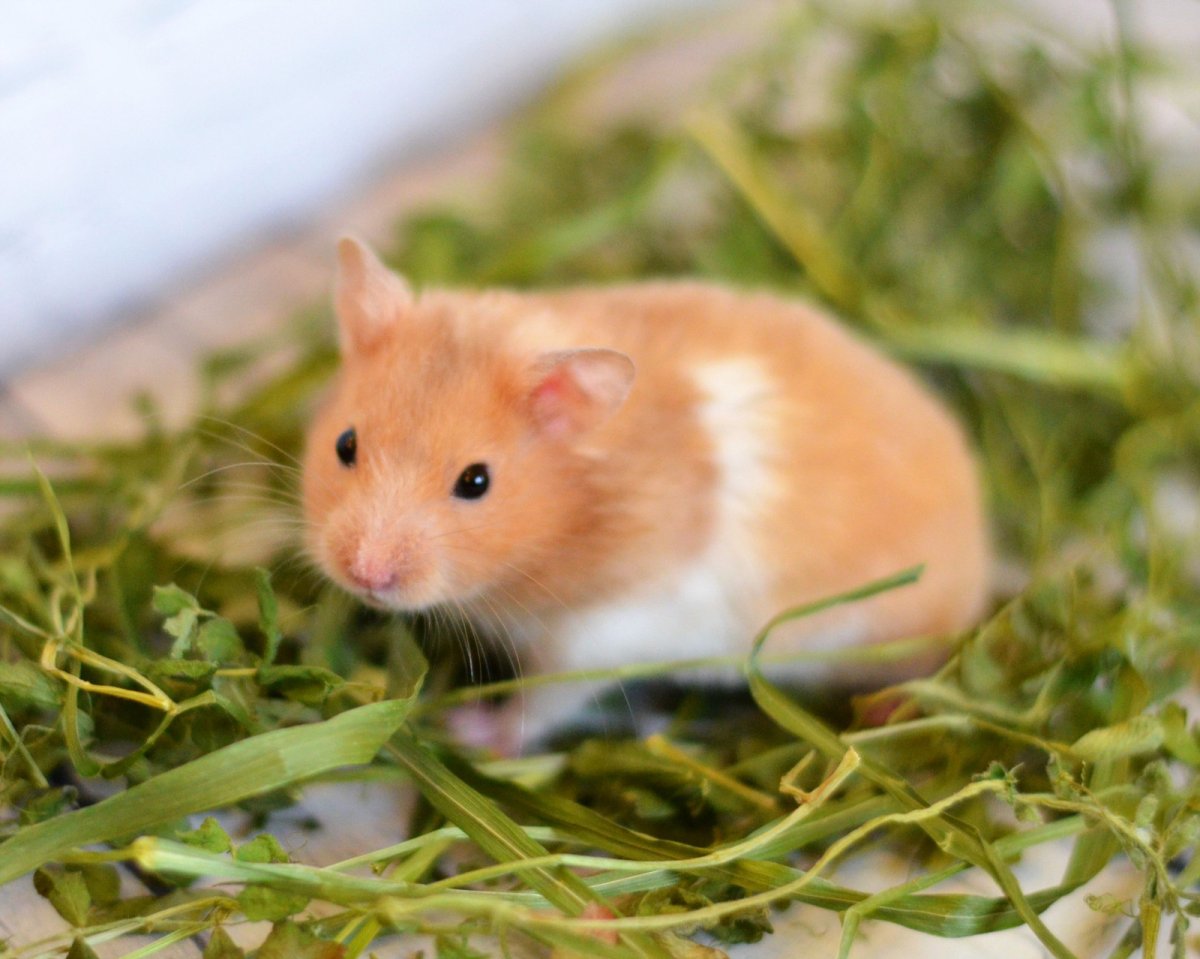 Сирийский золотистый хомячок