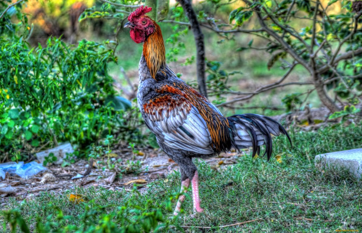 Карликовые Бойцовский петухи