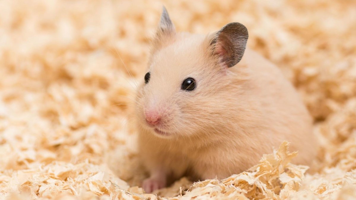 Сирийские (золотые) хомяки