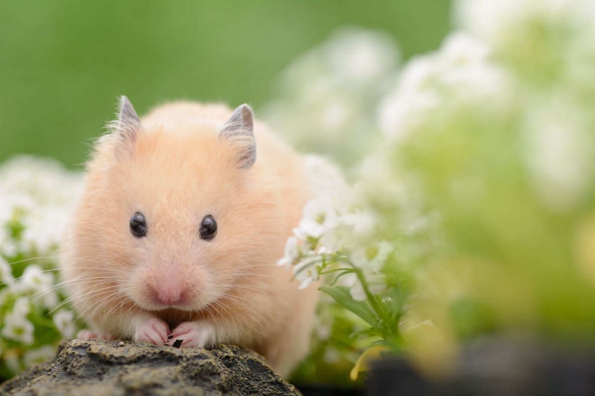 Беленький хомячок