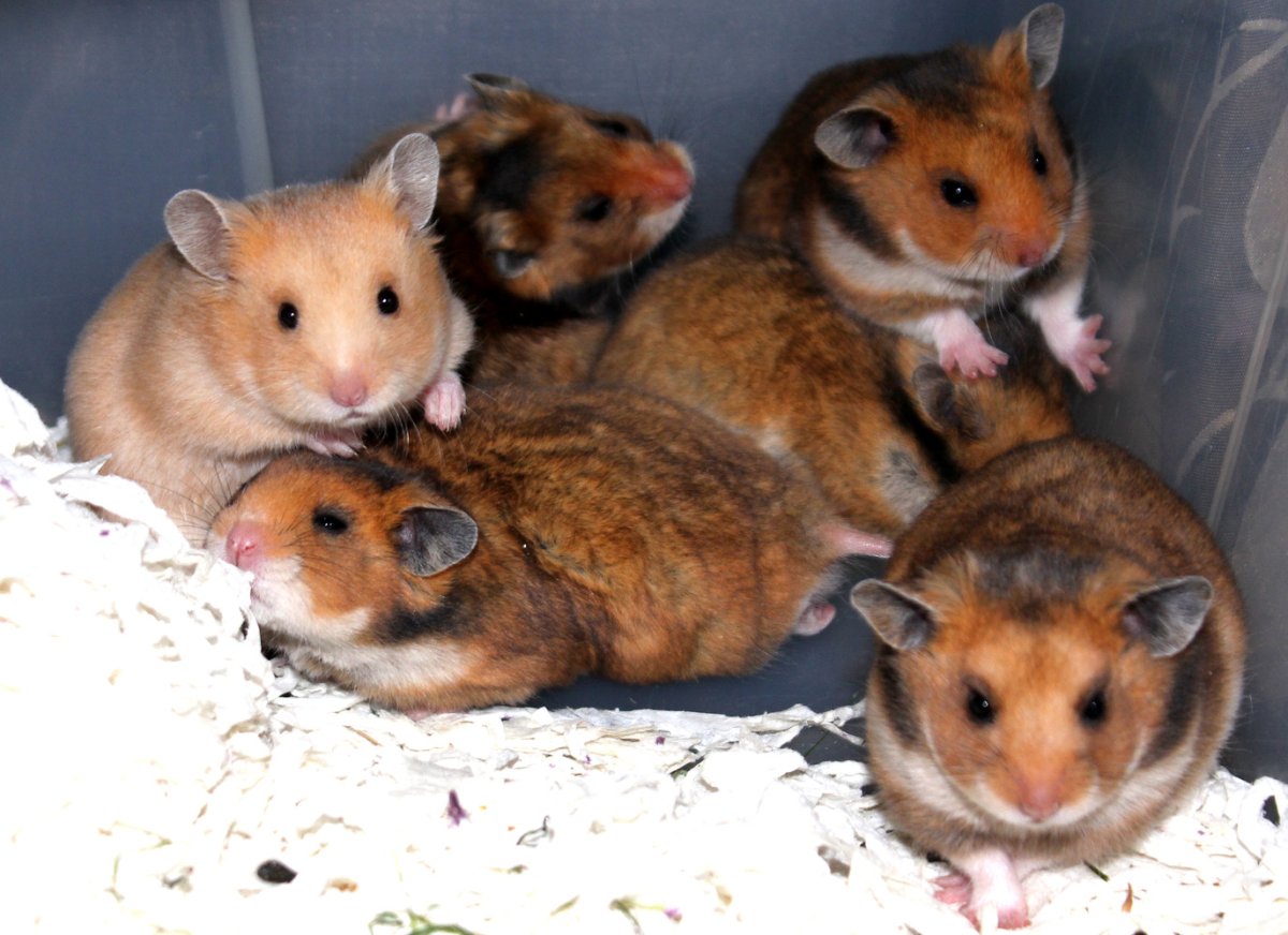 Хомячок сирийский (Mesocricetus auratus)