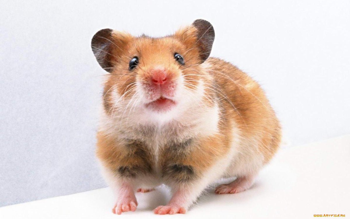 Хомячок сирийский (Mesocricetus auratus)