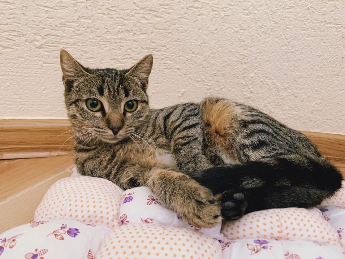 Сибирский Крысолов кошка