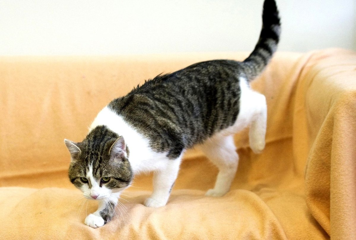 Сибирская крысоловка