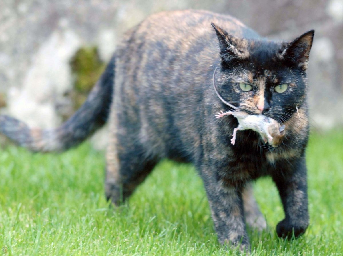 Кот ловит мышь