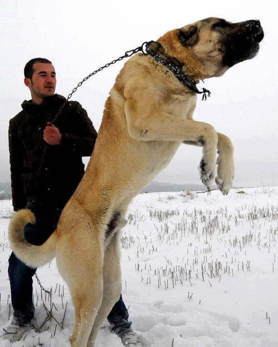 Кангал кангал