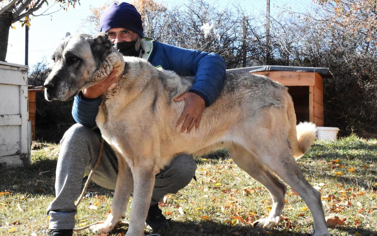 Турецкий кангал
