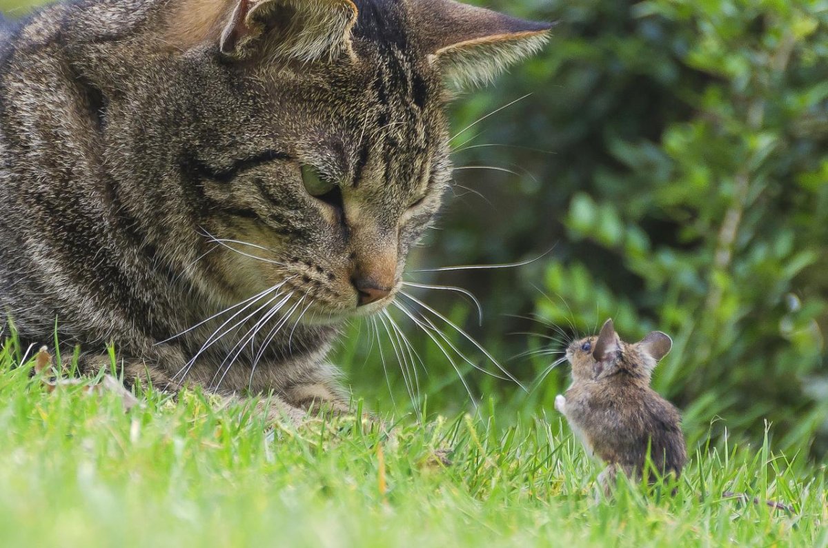 Ирландский Крысолов кот