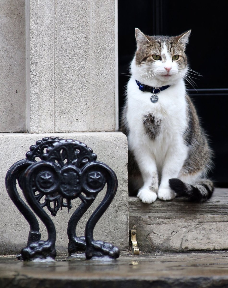 Серая кошка беспородная