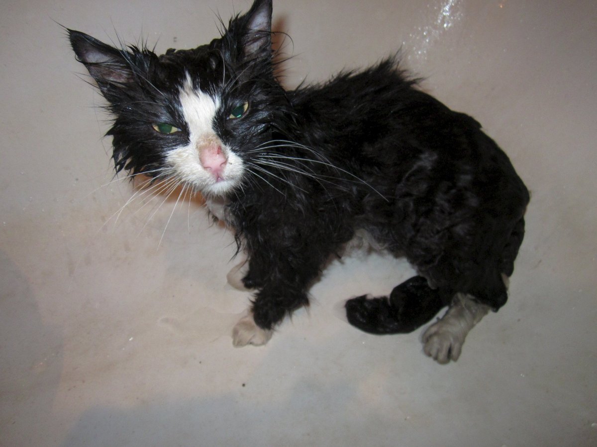 Кот поймал крысу