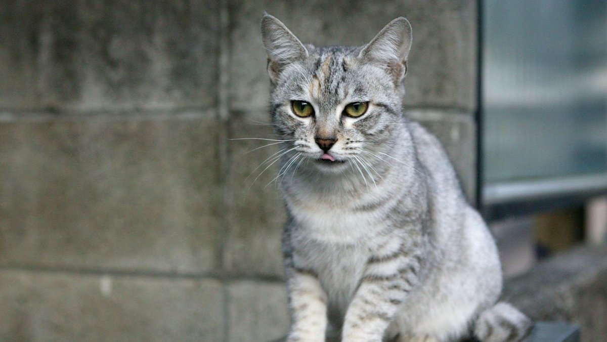 Кошка несет котенка