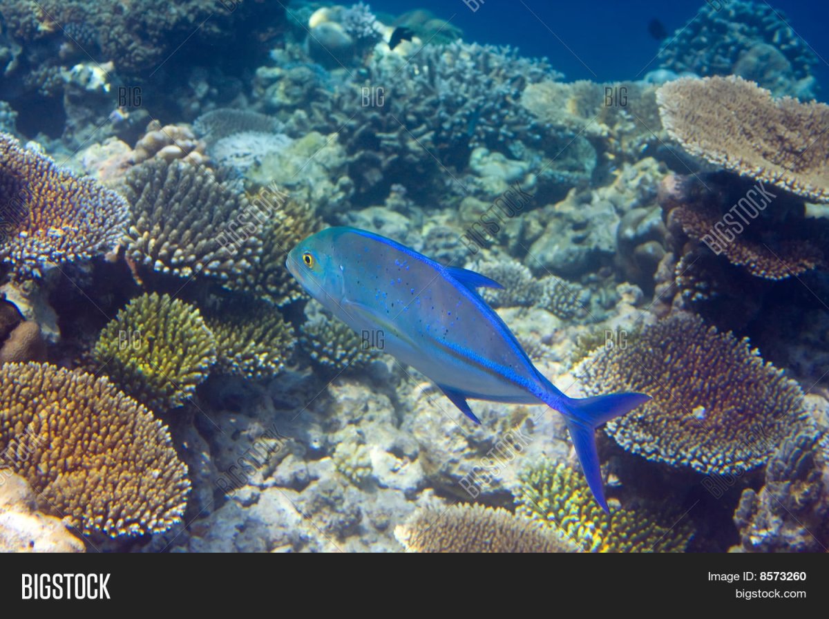 Нетопырь короткорылый рыба