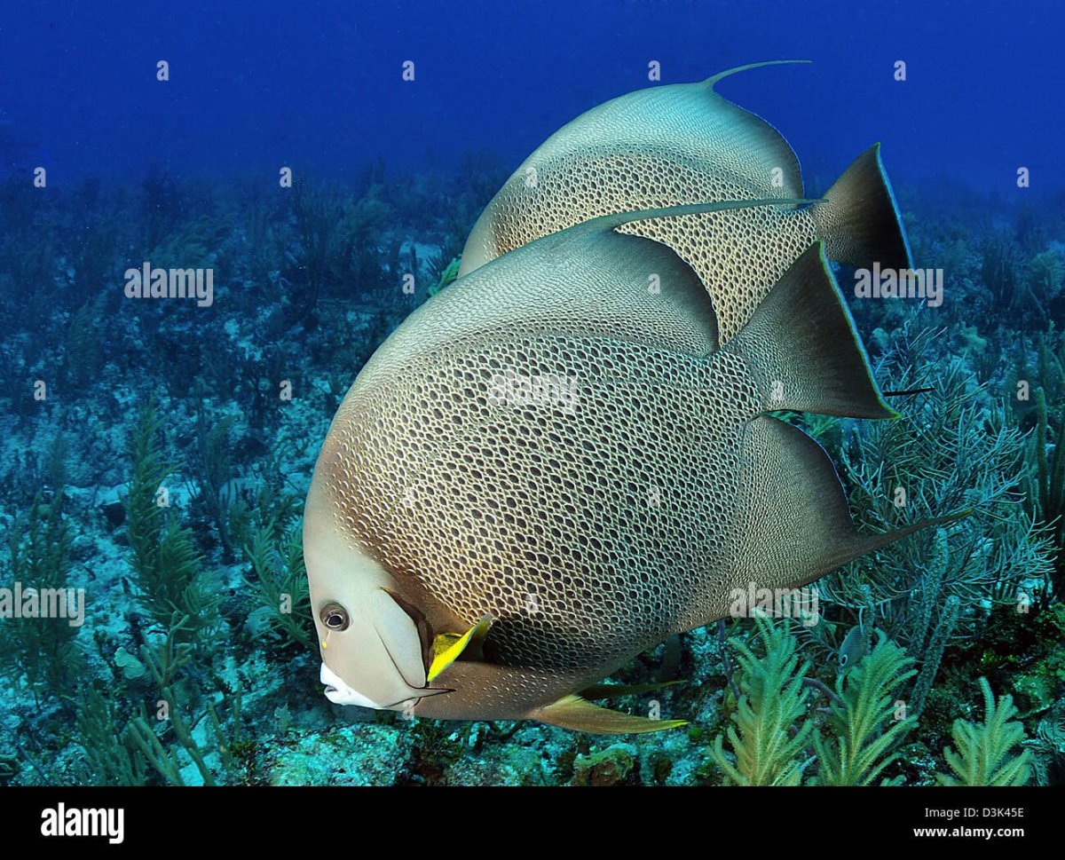 Дайвинг с акулами