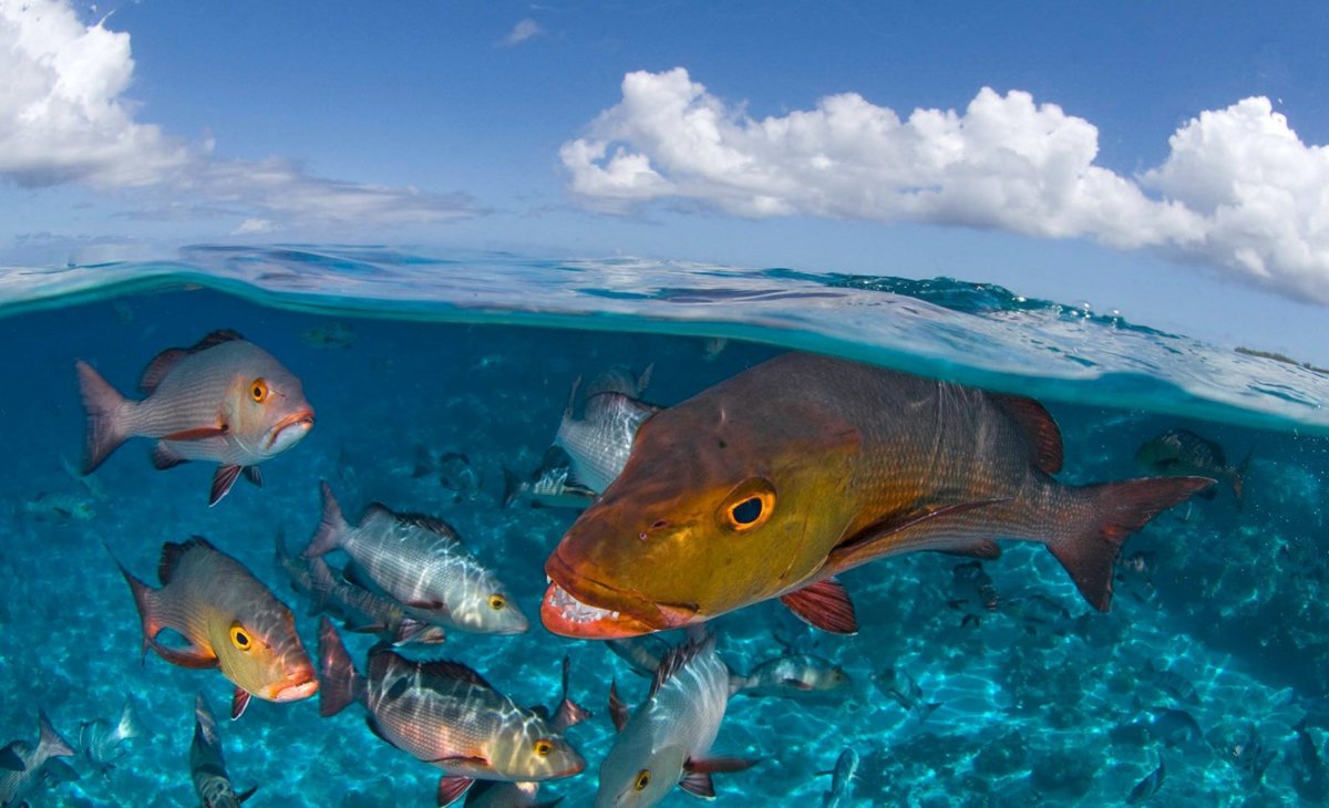 Галапагосские острова дайвинг