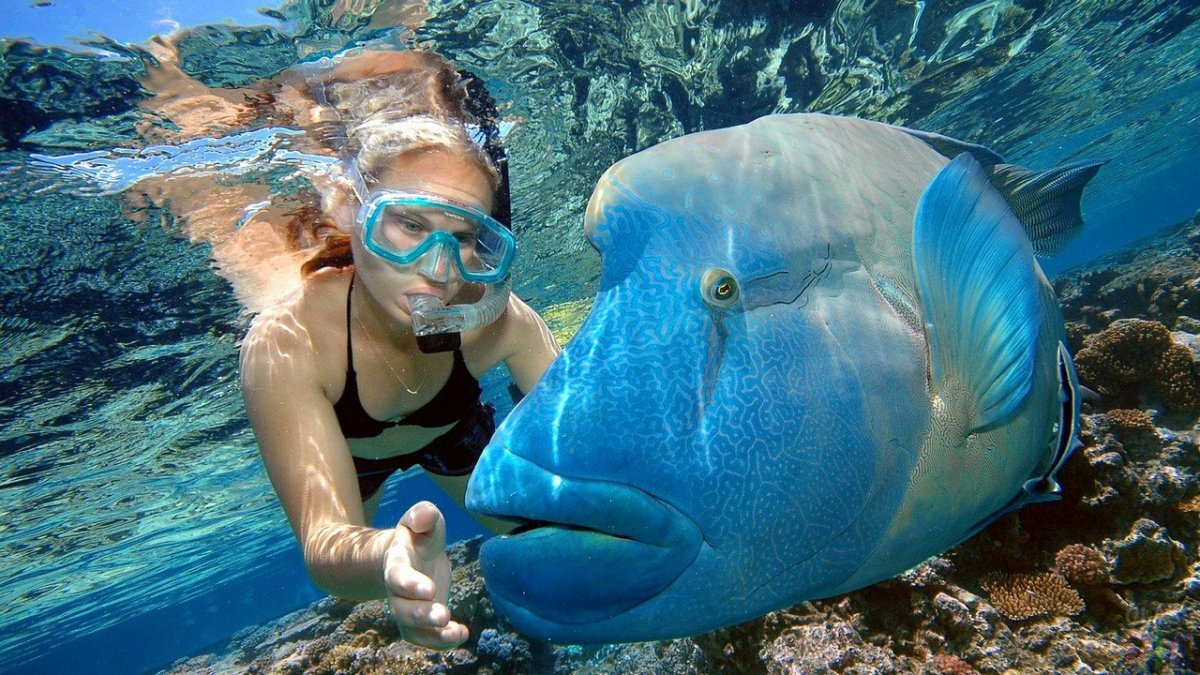 Стингрей Скат Мальдивы