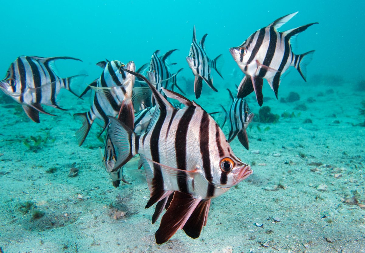 Черепаший остров Доминикана