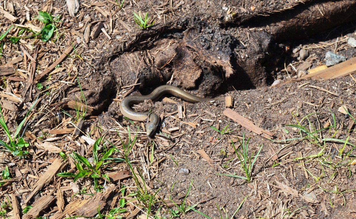 Гадюка, уж, веретеница, медянка.