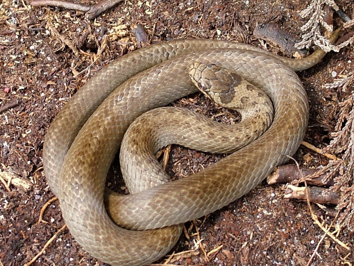 Медянка змея ядовитая